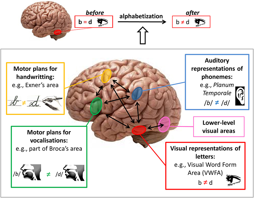 A diagram portraying the areas of the brain in which auditory representations of phonemes, visual representations of letters, motor plans for vocalizations, and motor plans for handwriting are processed.