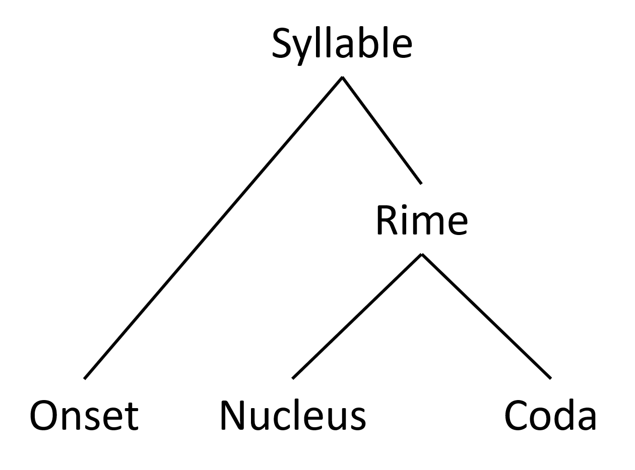 A branching diagram of the structure of a syllable, divided into rime and onset, with the nucleus and coda branching off rime, and rime and onset branching off of syllable.