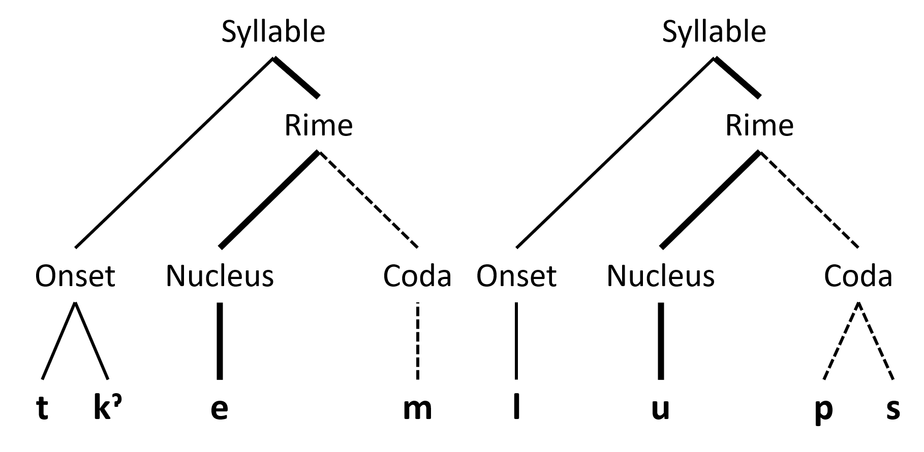 A similar branching diagram as portrayed in figure 2.10, displaying the syllabic components of the word Tk’emlups and dividing them into onset, nucleus, and coda components.