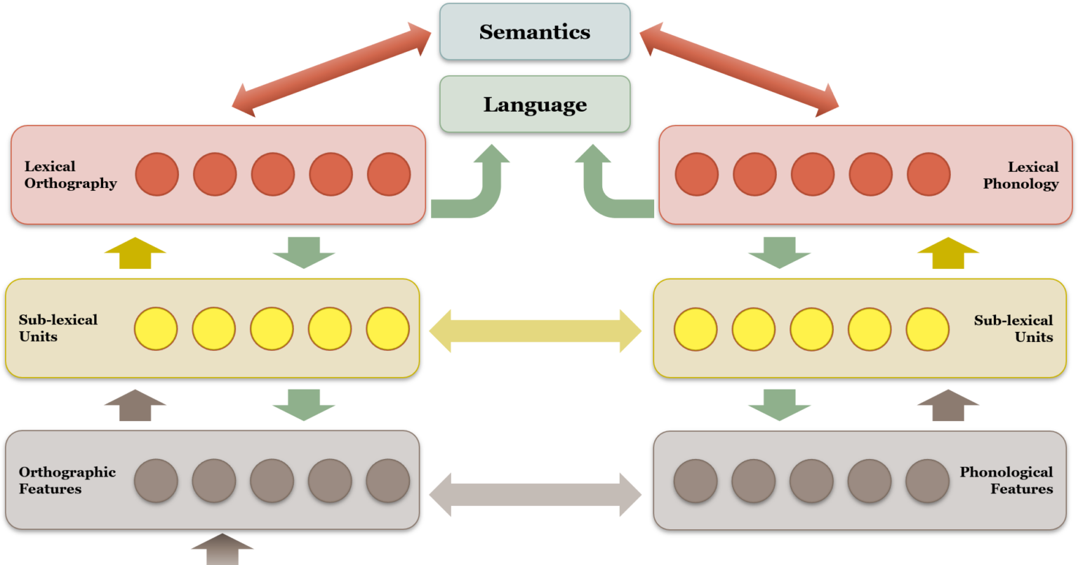 6.3 Models Of Bilingualism – Psychology Of Language